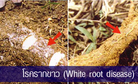 แนวทางหยุดโรครากขาว ในสวนยางพารา