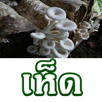 การเพาะเห็ดขอนขาว