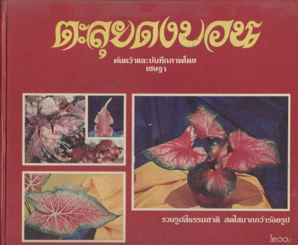 --รอชำระเงิน order29025101--ตะลุยดงบอน
