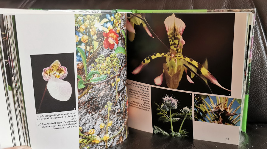 Flowers 1001 photos / Text and photo : Michel Viard 6