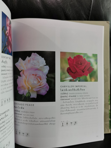 กุหลาบ : Roses / หนังสือกุหลาบที่สมบูรณ์ที่สุดของเมืองไทย ของ พจนา นาควัชระ 6