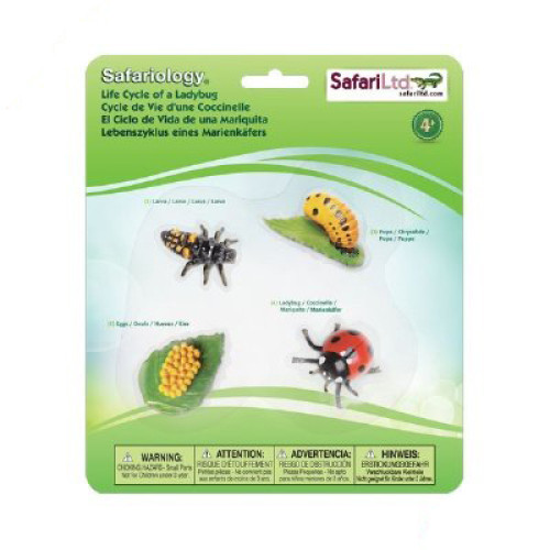 Safari : SFR662716 วงจรชีวิตเต่าทอง  Life Cycle of a Ladybug