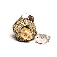 Super Pet 62118 Grassy Roll-A-Nest