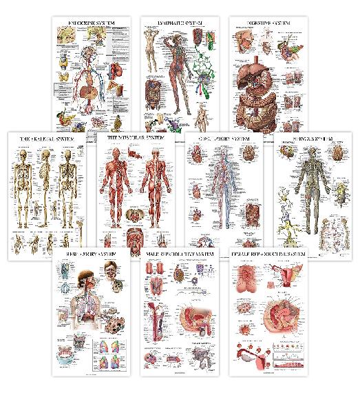 Anatomical : ANCAMZ001* โปสเตอร์รูปภาพ Chart Anatomical Poster Set