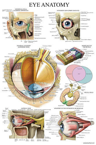 Anatomical : ANCAMZ002* โปสเตอร์รูปภาพ Chart Eye Anatomical Poster 1