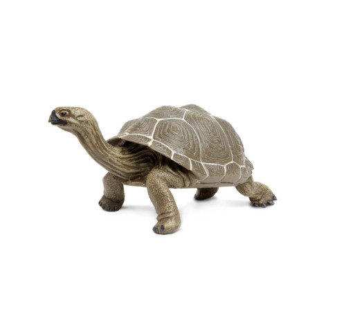 Safari Ltd. : SFR260729* โมเดลสัตว์ Tortoise