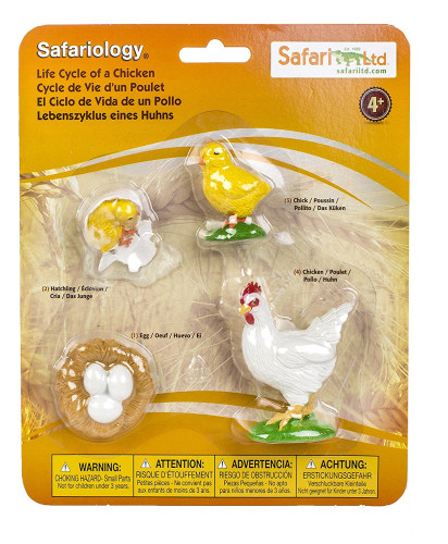 Safari : SFR662816 วงจรชีวิตไก่ Life Cycle of a Chicken
