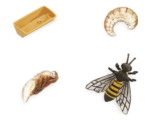Safari : SFR622716 วงจรชีวิตผึ้ง Life Cycle of a Honey Bee