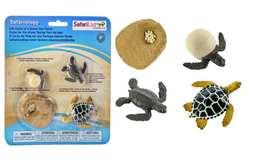 Safari : SFR662316 วงจรชีวิตเต่าทะเล Life Cycle of a Green Sea Turtle