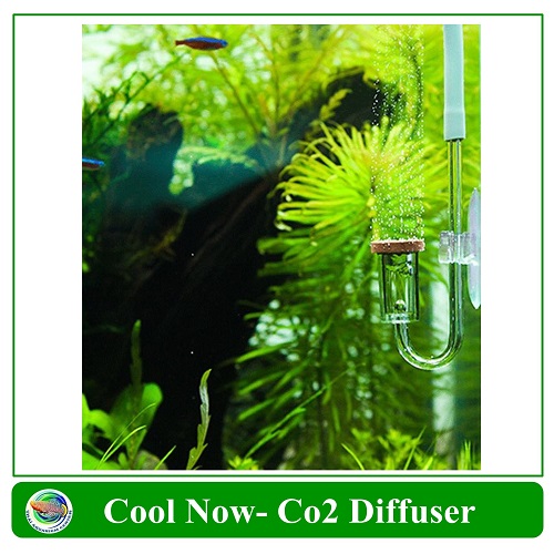 Cool Now CO2 Diffuser ตัวช่วยกระจาย CO2