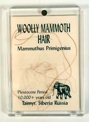 เส้นขนช้างแมมมอธโบราณ (woolly mammoth hair)