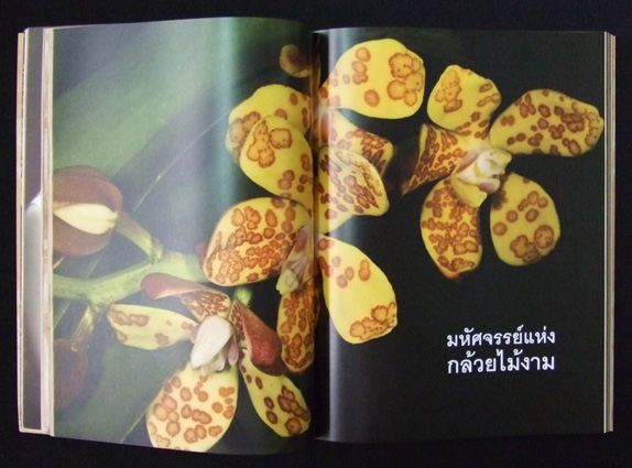 มหัศจรรย์แห่งกล้วยไม้ ที่ระลึก ม.จ.ทิตยาทรงกลด จักรพันธุ์ 1